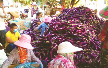 海垦保国地区反季节瓜菜采摘上市