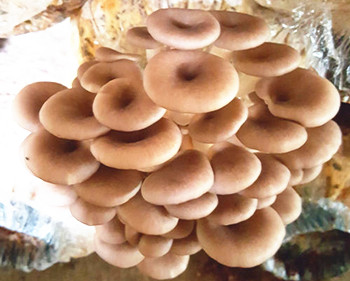 海垦食用菌秀珍菇：口感特佳，味道鲜美，营养丰富