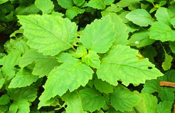 海垦南药广藿香：芳香植物，具浓烈香味