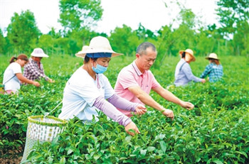 澄迈万昌苦丁茶场获评最美绿色食品企业