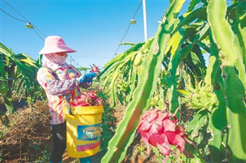 海垦优质农副产品上海找到高端“买家”