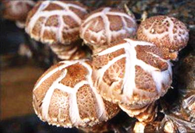 乐东香菇：肉质肥厚细嫩，味道鲜美，营养丰富