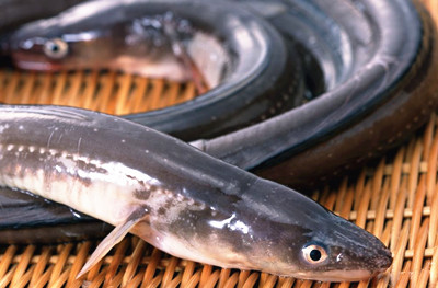 谭门港海鳗鱼肉质细嫩，味道鲜美，营养价值高