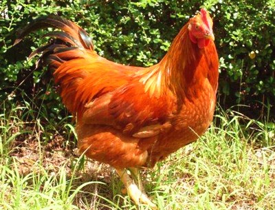 定安冷泉阉鸡：智慧养殖的放心鸡