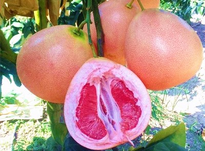 南金三红蜜柚：色泽鲜艳、汁多柔软，清甜微酸