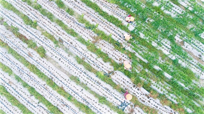 琼海龙寿洋试种110亩耐受旱涝韭菜采收