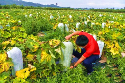 海南将加快组建省市县乡镇三级农产品公益性运销实体