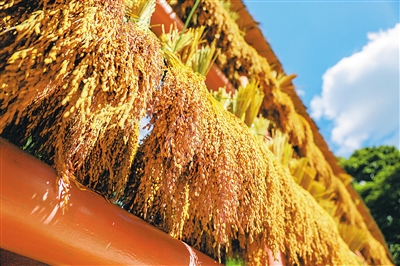 白沙拥处村山兰增至4000余亩成“致富稻”