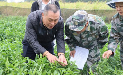 昌江县农技中心为种植户送去冬季瓜菜防寒技术