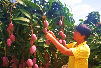 三亚芒果进入采摘旺季，日出岛量突破2000吨