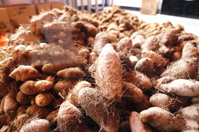 白沙举办毛薯品鉴活动，现场购买享受促销价格