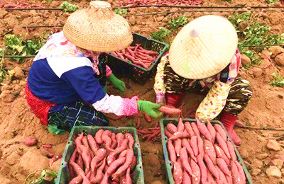 昌江南罗村发展红薯种植，打造特色优质红薯品牌