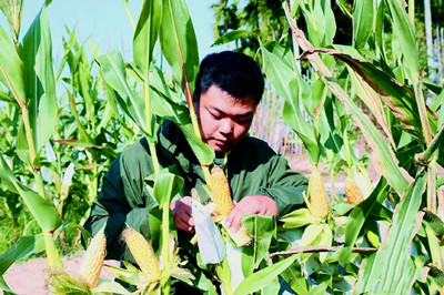 巴西玉米种子，正在三亚科研人员的悉心栽培下茁壮成长