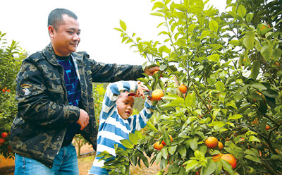 儋州：名优水果产业成农户增收“新引擎”