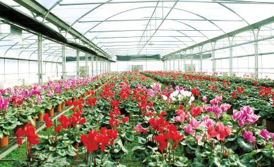 东方花卉产业总产值达到61587.5万元