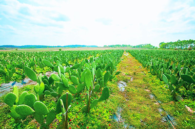 儋州优泮村打造仙人掌种植观光生产贸易一体化产业