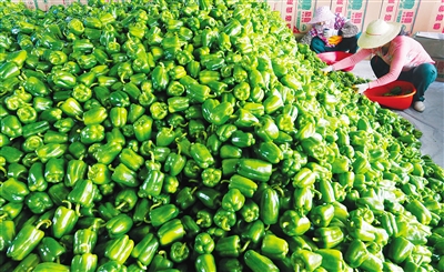 临高：辣椒收购价格每斤6.5元到6.7元创新高