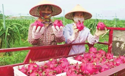 海垦西培发展火龙果特色种植产业受到市场肯定