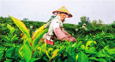 琼中：转换雨林资源优势，培育生态茶品牌