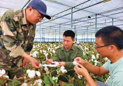 海南棉花南繁单位达百余个，棉花种植面积5000亩