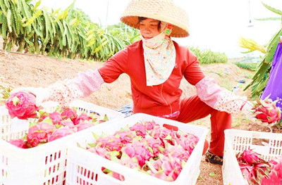 三亚火龙果成熟上市，销往上海、浙江、新疆等地