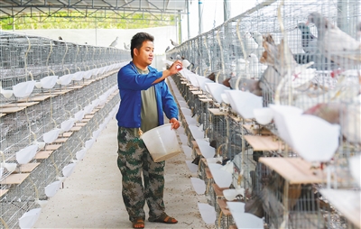 临高发展特色种鸽养殖促进当地群众脱贫增收