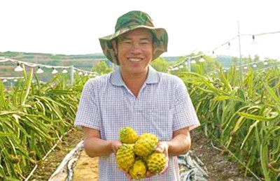 三亚市立才：黄色火龙果预计每亩地年收入将翻4倍