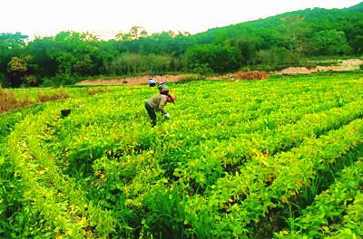 白沙可程村引进农企合作发展毛豆种植产业