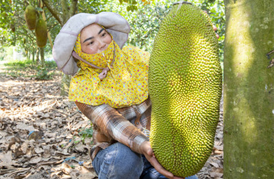 儋州红灯村委会：菠萝蜜成农户增收致富好产业