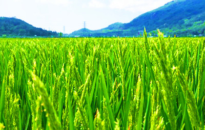 陵水南繁核心区，一百多种水稻将迎来收获季