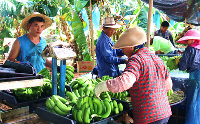 昌江香蕉价格逐渐回暖，蕉农抓紧时机采摘销售