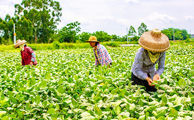 儋州高第村：700亩毛豆喜获丰收，预计总产量98万斤