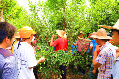 海南大学园艺学院到定安开展油茶栽培技术培训