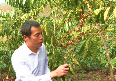 成宗培：打造白沙咖啡品牌，做大做强咖啡产业