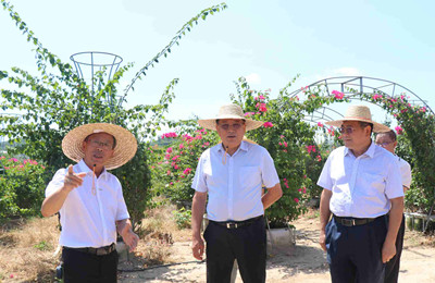 昌江大力发展景观绿化苗木和花卉种苗等产业