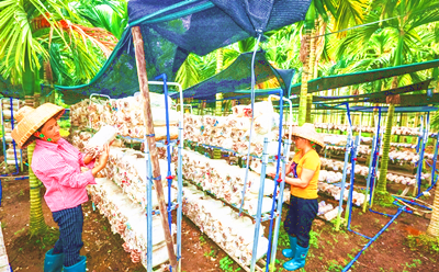 海南益芝祥生态农业公司槟榔树下培育“吃秸秆”蘑菇