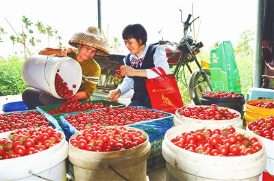 陵水：邮储银行海南省分行支持圣女果种植户实现梦想
