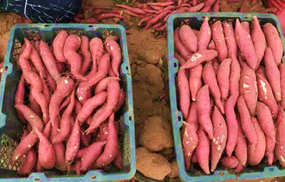 昌江海尾镇高钙红薯种植面积16000多亩
