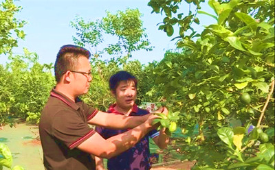 琼海大路镇：向农户推广种植新兴热带水果品种