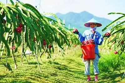 东方：做优做强热带特色高效农业