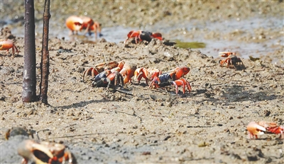 儋州：成群结队的招潮蟹在红树林下安家觅食