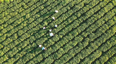 白沙五里路茶韵共享农庄：走好有机茶产业路