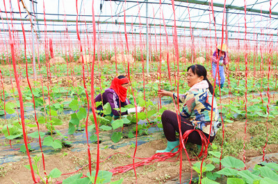 昌江冬季瓜菜种植全面铺开，全县计划种植14.5万亩