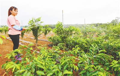 海南大力发展沉香产业，把沉香培育成为农民致富树