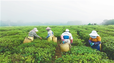 海垦“白沙”绿茶早春茶开采，较内地茶区早两三个月