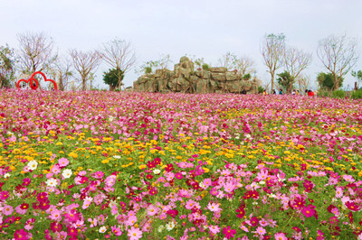 昌江聚源花卉基地成为旅游打卡地