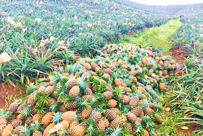 万宁龙滚镇菠萝已采摘累计1882.53吨 ，主要发往等地