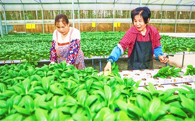 琼中黎母山镇水培蔬菜产业逐渐发展壮大