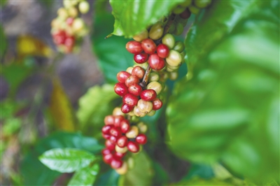 海垦“大丰1号”咖啡树预计3月上旬将大批量成熟采摘