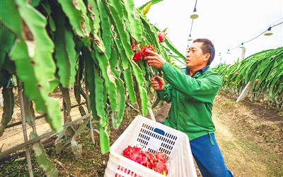 乐东扩大火龙果种植规模，推进农业品牌化发展